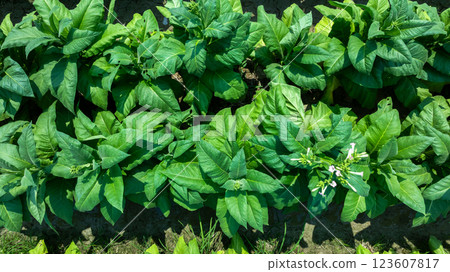 Tobacco fields plantation farmland, Green leaves tobacco plant in the field, Tobacco field in rural  agricultural crop, Aerial view 123607817