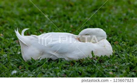 White call duck cute duck white feathers and yellow beak, Call duck is on glass field, Animal life. 123607823