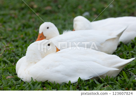White call duck cute duck white feathers and yellow beak, Call duck is on glass field, Animal life. 123607824