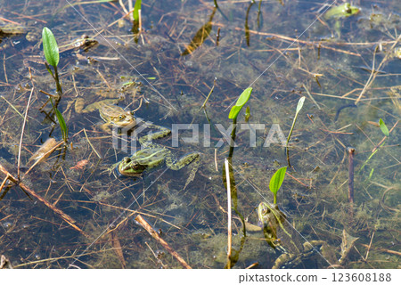 Green water frogs during breeding season in their natural habitat. Selective focus. Copy space. 123608188