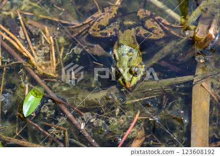 Green water frogs during breeding season in their natural habitat. Selective focus. Copy space. Green water frogs during breeding season in their natural habitat. Selective focus. Copy space. 123608192