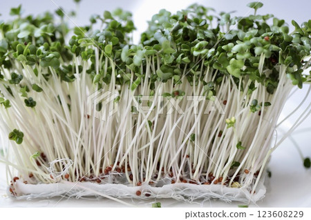 綠花椰菜芽：營養豐富的超級食品 123608229