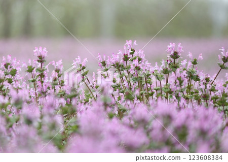 A pink field of Lamium amplexicaule flowers 123608384