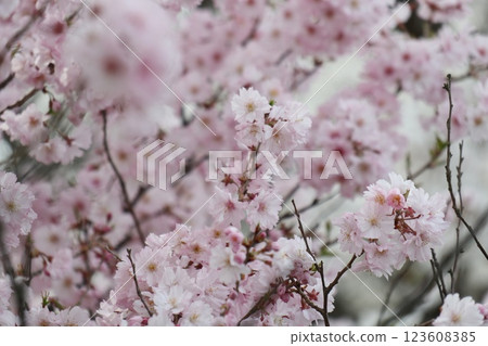 Shinshu cherry blossoms bloom despite the cold season Shinshu cherry blossoms bloom despite the cold season 123608385