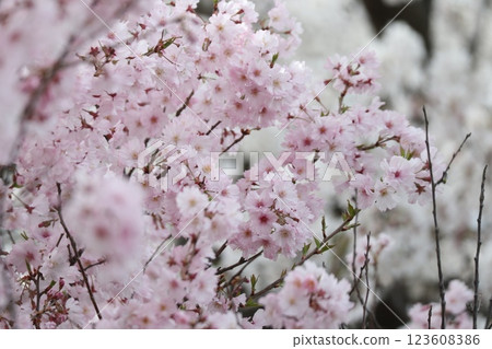 Shinshu cherry blossoms lightly color the rows of cherry trees Shinshu cherry blossoms lightly color the rows of cherry trees 123608386