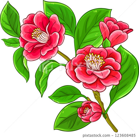 Camelia Branch  Colored Detailed Illustration 123608485