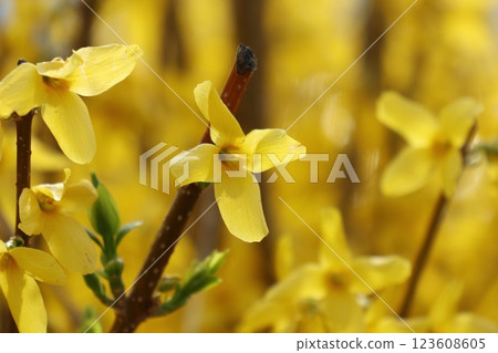 一朵可愛的連翹花的特寫 123608605