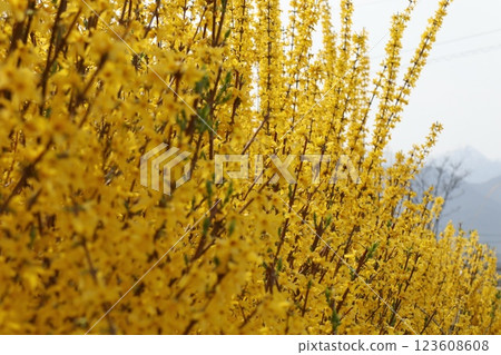Abundant blooming forsythia flowers and the mountains of the Northern Alps Abundant blooming forsythia flowers and the mountains of the Northern Alps 123608608