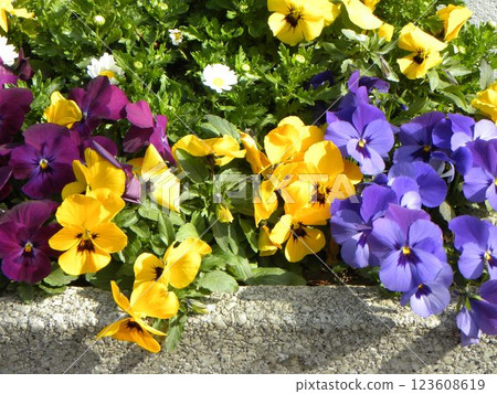 Viola flowers blooming under the Kawazu cherry tree 123608619