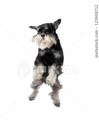 Purebred adorable Schnauzer dog in motion, jumping mid-air isolated on white studio background Purebred adorable Schnauzer dog in motion, jumping mid-air isolated on white studio background 123608712