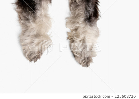 Black schnauzer well-groomed fluffy paws captured in close-up detail against white studio background Black schnauzer well-groomed fluffy paws captured in close-up detail against white studio background 123608720