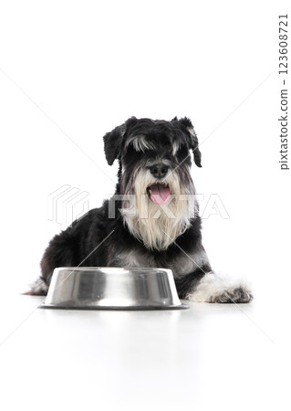 Black schnauzer dog lying down with relaxed posture near food bowl and fluffy paws stretched forward against white studio background 123608721