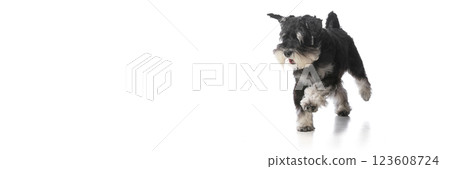 Black schnauzer dog running forward with playful muzzle against white studio background. Black schnauzer dog running forward with playful muzzle against white studio background. 123608724