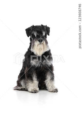 Adorable purebred dog, black schnauzer calmly sitting against white studio background. Adorable purebred dog, black schnauzer calmly sitting against white studio background. 123608746
