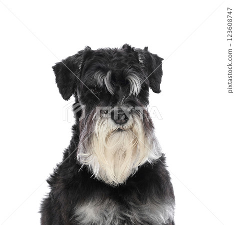 Purebred dog, black schnauzer sitting with well-groomed fur against white studio background. Purebred dog, black schnauzer sitting with well-groomed fur against white studio background. 123608747