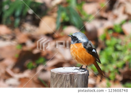 Giubitaki（男） 123608748