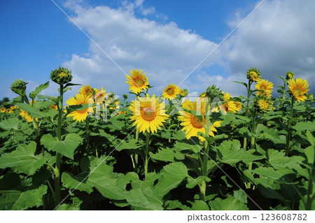 大牟田市向日葵田， 123608782