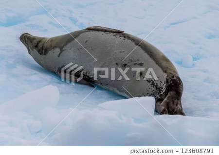Close-up of a Weddell seal Close-up of a Weddell seal 123608791