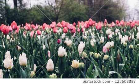 Blooming tulips. Blooming tulips. 123608882