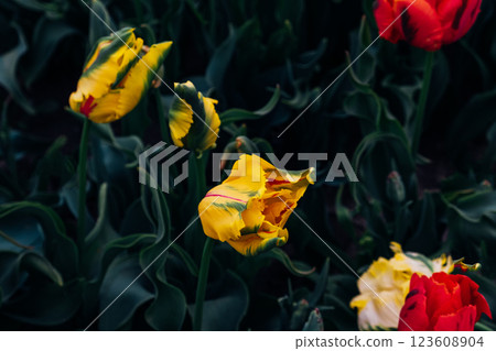 Beautiful tulips. Beautiful tulips. 123608904