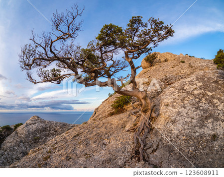 Beauty nature landscape with pine tree on sea shore Beauty nature landscape with pine tree on sea shore 123608911