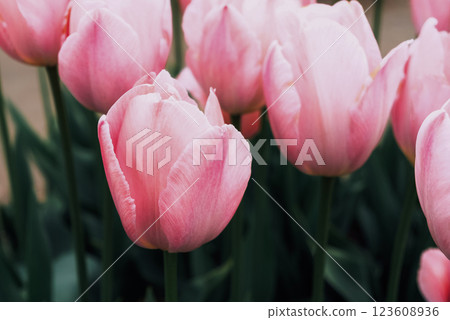Pink tulips. Pink tulips. 123608936