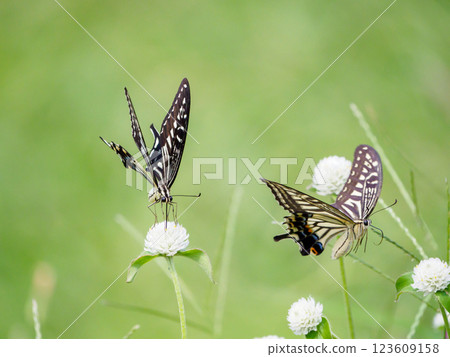 燕尾蝶的飛行和花蜜的攝入 123609158