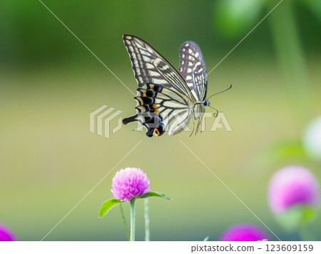 Flying swallowtail butterfly 123609159