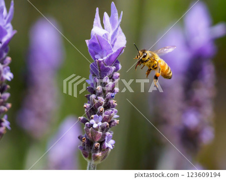 Bee hovering Bee hovering 123609194
