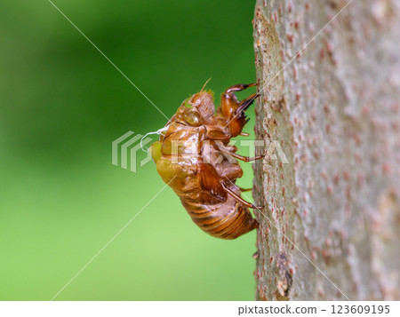 Cicada shells signal the beginning of summer 123609195