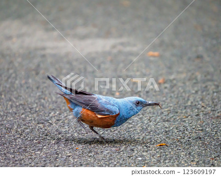 The blue bird is a rock thrush 123609197