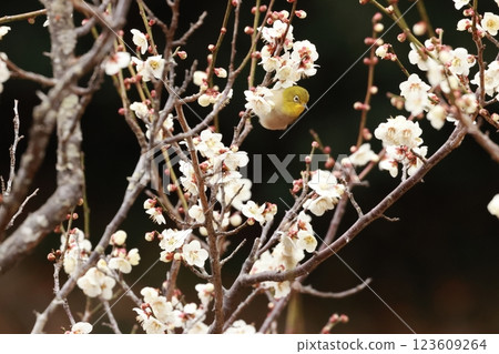 A cute little bird, a Japanese white-eye, comes to drink nectar from a plum tree A cute little bird, a Japanese white-eye, comes to drink nectar from a plum tree 123609264