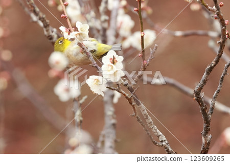 A cute little bird, a Japanese white-eye, comes to drink nectar from a plum tree A cute little bird, a Japanese white-eye, comes to drink nectar from a plum tree 123609265