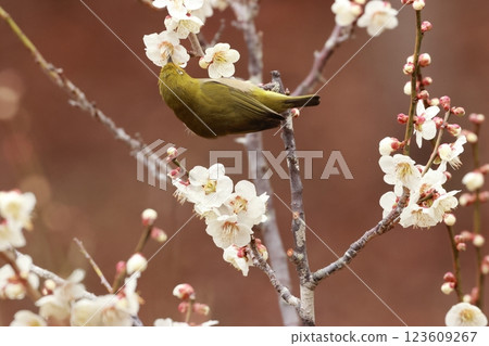 一隻可愛的小鳥,日本繡眼鳥,飛到李子樹上喝花蜜 一隻可愛的小鳥,日本繡眼鳥,飛到李子樹上喝花蜜 123609267
