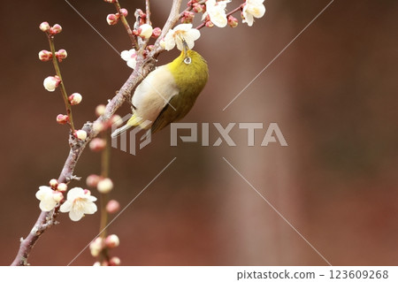 A cute little bird, a Japanese white-eye, comes to drink nectar from a plum tree 123609268