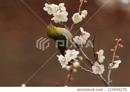 A cute little bird, a Japanese white-eye, comes to drink nectar from a plum tree 123609270