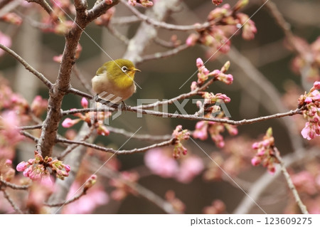 A cute little bird, a Japanese white-eye, comes to drink nectar from the Kawazu cherry blossoms 123609275