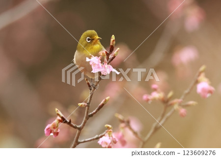 A cute little bird, a Japanese white-eye, comes to drink nectar from the Kawazu cherry blossoms 123609276