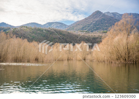 Trees and reeds on River Crnojevica, place near Lake Skadar in Montenegro surrounded by mountain peaks in winter time 123609300