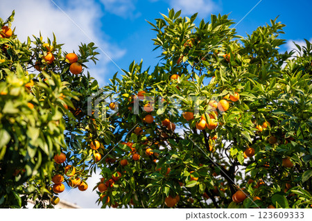 Orange tree full of ripe fruits in Montenegro, surrounded by lush green leaves. A vibrant symbol of Mediterranean agriculture and fresh citrus harvest Orange tree full of ripe fruits in Montenegro, surrounded by lush green leaves. A vibrant symbol of Mediterranean agriculture and fresh citrus harvest 123609333