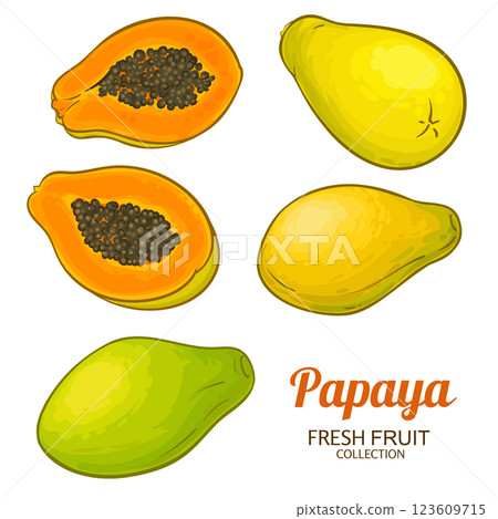 Papaya Fruits Colored Detailed Illustration Papaya Fruits Colored Detailed Illustration 123609715