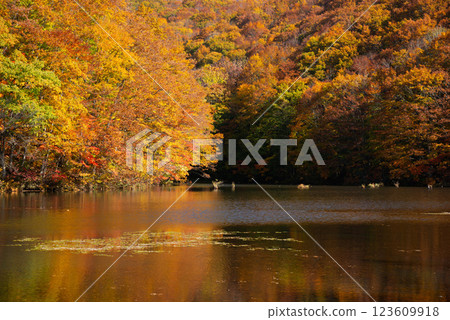 裡磐梯松澤的秋色 123609918