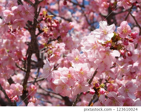 靜岡縣 八千代結衣 櫻花 2月 123610024