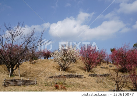 Munakata countryside as seen from Chinkokuji Temple Munakata countryside as seen from Chinkokuji Temple 123610077