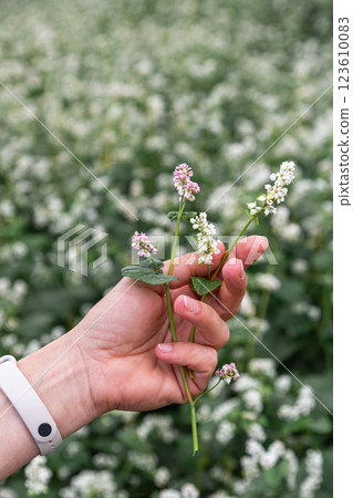 hand showing blooming buckwheat in the fall hand showing blooming buckwheat in the fall 123610083