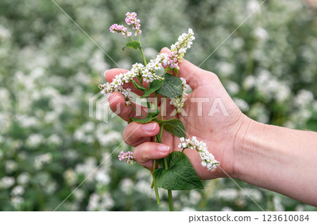 hand showing blooming buckwheat in the fall hand showing blooming buckwheat in the fall 123610084