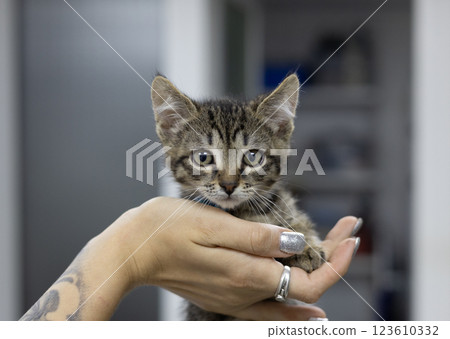 A veterinarian tenderly holds a small rescued kitten in her arms at a veterinary clinic. The veterinarian offers care and comfort to the abandoned animal in need of love and protection. A veterinarian tenderly holds a small rescued kitten in her arms at a veterinary clinic. The veterinarian offers care and comfort to the abandoned animal in need of love and protection. 123610332