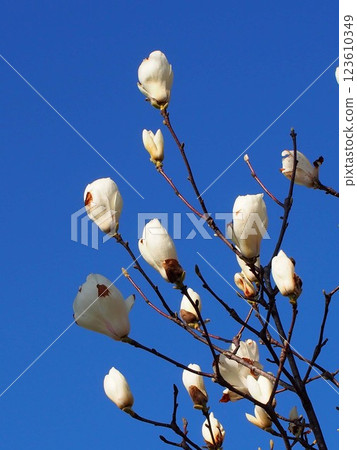 Early spring blue sky and magnolia buds beginning to open (a magnolia branch with buds bathed in sunlight) 123610349