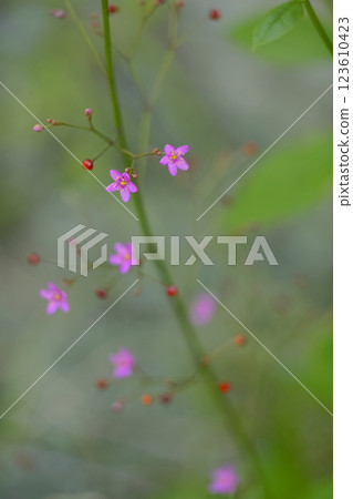 土人參fruticosum 土人參fruticosum 123610423