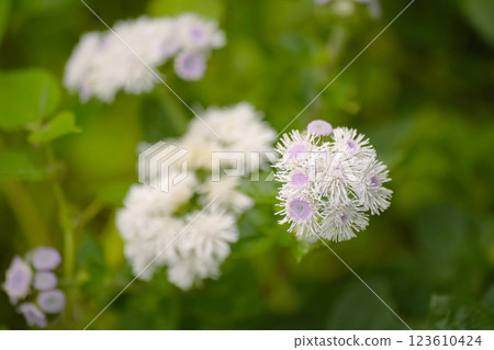 Cuckoo thistle 123610424